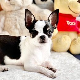 VIENNA - Chihuahua