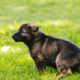 German Shepherd Puppies from Faoladh German Shepherds