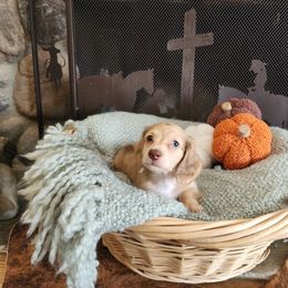 Cricket - Cream female Dachshund puppy in Lindsay, California from Lewis Creek Dachshunds