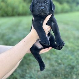 Dilute Retriever and Labrador Retriever Puppies from Lynn Valley Labradors