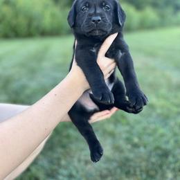 Dilute Retriever and Labrador Retriever Puppies from Lynn Valley Labradors