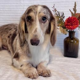 Elijah - Dachshund
