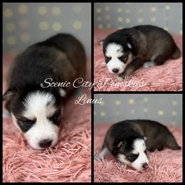 Linus - Silver and white male Pomsky puppy in Rossville, Georgia from Scenic City Pomskies