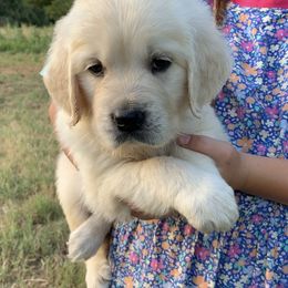 Golden Retriever Puppies from Rockinbfarms