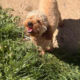 Ginger - Poodle