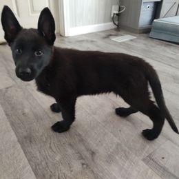 Girl 3 - Yellow Collar - Black female German Shepherd puppy in Fairmont, West Virginia from vom Haus Regenbaum