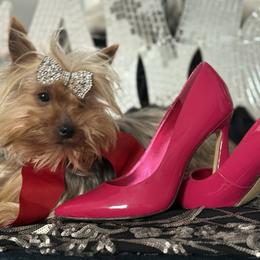Riley - Yorkshire Terrier