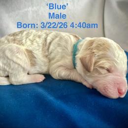 Blue - Parti male Goldendoodle puppy in Helena Valley Northeast, Montana from Joy Meadows Goldendooles