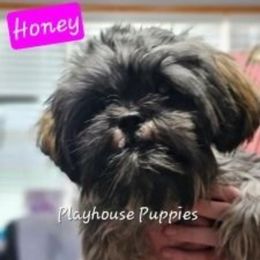 Honey - Shih Tzu