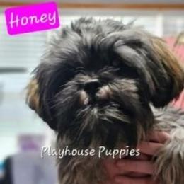 Honey - Shih Tzu