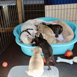 French Bulldog Puppies from Camp Fine Frenchies