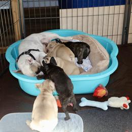 French Bulldog Puppies from Camp Fine Frenchies