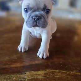 Boy 4 - Blue fawn male French Bulldog puppy in Crane, Missouri from James River French Bulldogs