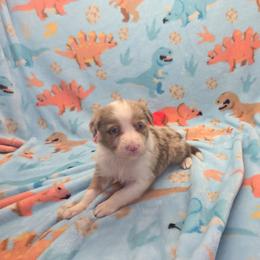 Bear - Red merle male Border Collie puppy in Gary, Indiana from Lake Ridge Border Collies
