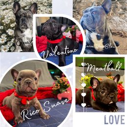 French Bulldog Puppies from A Quality French Bulldogs AZ