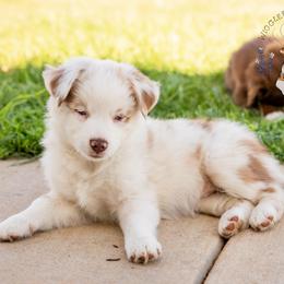 Cider - Red merle male Miniature Australian Shepherd puppy in Hearne, Texas from Wigglebutts Unlimited