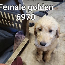 Girl 3 - Red  female Goldendoodle puppy in Athelstane, Wisconsin from Caldron Falls Doodles and Poodles