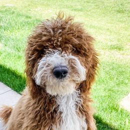 Goldendoodles from Bailey’s Doodles