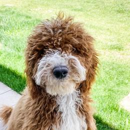 Goldendoodles from Bailey’s Doodles