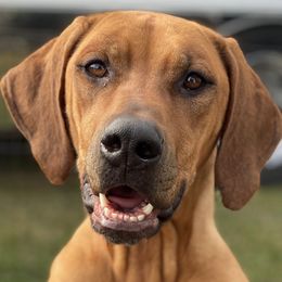 Rhodesian Ridgebacks from RadiantRidge Rhodesian Ridgebacks
