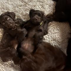 Boykin Spaniel puppies from White Acres