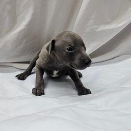 Jax - Blue male Italian Greyhound puppy in Newalla, Oklahoma from Heartland Iggys