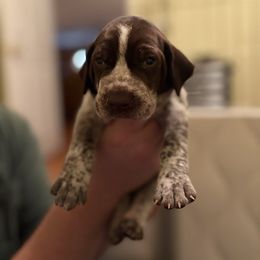 Brown - Liver and white female German Shorthaired Pointer puppy in Ash Flat, Arkansas from SmokePoint GSPs