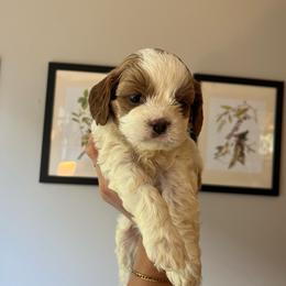 Autumn - Blenheim female Cavapoo puppy in Bloomfield, New York from Campbell Cavapoos