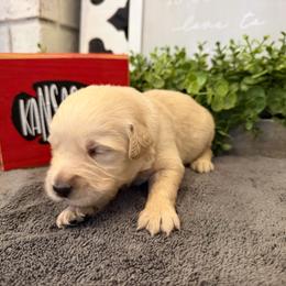 Raider - Light golden male Golden Retriever puppy in Liberal, Missouri from Good Life Goldens