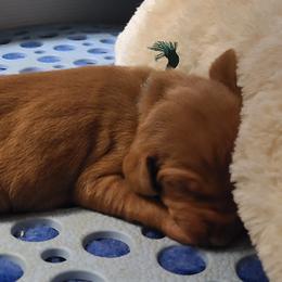 Boy 1 - Golden rust male Vizsla puppy in Bellingham, Washington from Mountain View Vizslas