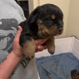 Rottweiler Puppies from Von Locher Rotties