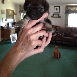 Poodle Puppies from My Little Poodle