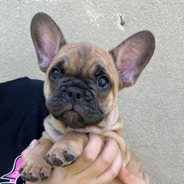 French Bulldog Puppies from OMG FRENCHIES