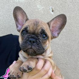 French Bulldog Puppies from OMG FRENCHIES