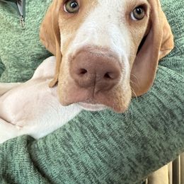 Grey Green Collar Boy - Lemon and white male Pointer puppy in Youngsville, North Carolina from Dogma Pointers & Bulldogs