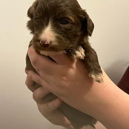 Brown - Brown and white Sheepadoodle puppy in Agency, Missouri from Millies Legacy Farm