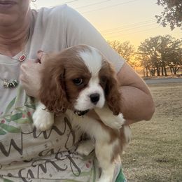 Ashley's Boy 2A - Blenheim male Cavalier King Charles Spaniel puppy in Loco, Oklahoma from Sweet Heart Cavaliers
