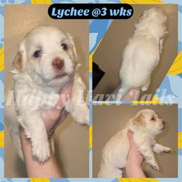 Lychee- 5th born - Cream male Havanese puppy in Kansas City, Missouri from Happy Havi Tails