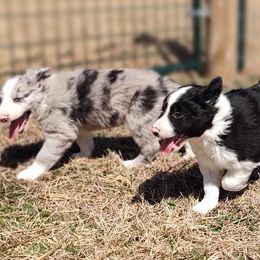 Border Collie Puppies from Bond Border Collies