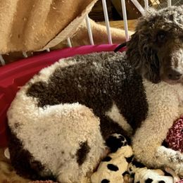 Aussiedoodles, Australian Shepherds, Bernedoodles, Cockapoos, Double Doodles, and Poodles from Sis' Doodles & Poodles