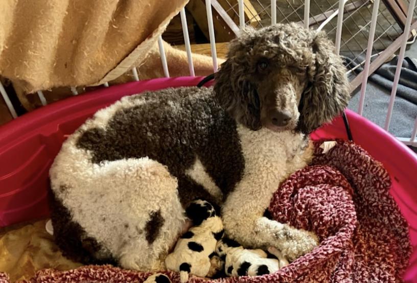Sis' Doodles & Poodles in Missouri | Australian Shepherd, Bernedoodle ...
