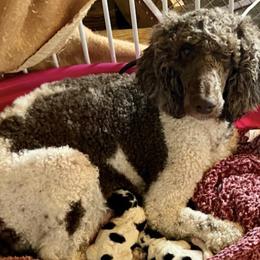 Aussiedoodles, Australian Shepherds, Bernedoodles, Cockapoos, Double Doodles, and Poodles from Sis' Doodles & Poodles