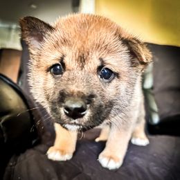 William - Sesame male Shiba Inu puppy in Ewing Township, New Jersey from NJ Shiba Baby