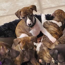 Whippet Puppies from Whippety Split