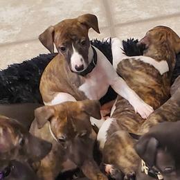 Whippet Puppies from Whippety Split
