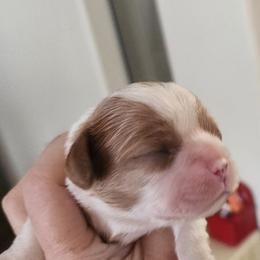 Maisie - Blenheim female Cavalier King Charles Spaniel puppy in Albany, Oregon from Hit Parade Cavaliers