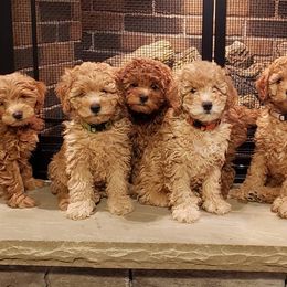 Bernedoodles and Goldendoodles from Sukisdoodles