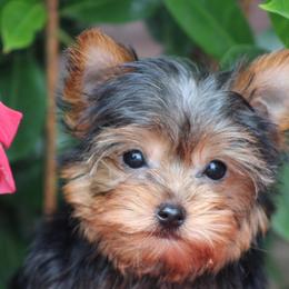 Girl 1 - female Yorkshire Terrier puppy in Hughesville, Missouri from Puppykiss4u