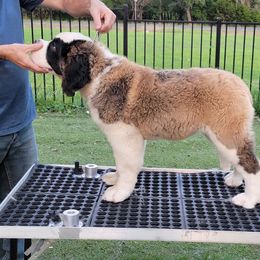 Saint Bernard Puppies from Dementhon Saint Bernards