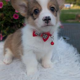 Akon - Sable and white male American Corgi puppy in Garrett, Indiana from Chloe's Colorful Corgis